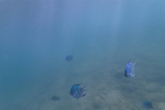 2026-01-25-Ngha-Trang-Rybki-pod-vodoj-4