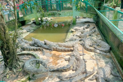 2026-01-28-Saigon-Krokodily-1