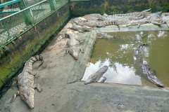 2026-01-28-Saigon-Krokodily-10