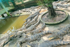 2026-01-28-Saigon-Krokodily-2