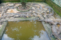 2026-01-28-Saigon-Krokodily-7