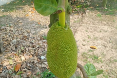 2026-01-28-Saigon-park-na-ostrove-2