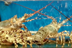 2026-01-27-Saigon-food-moreprodukty