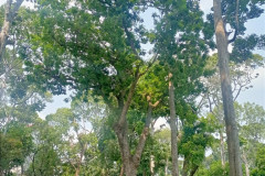 2026-01-27-Saigon-Tao-Dan-Park-5