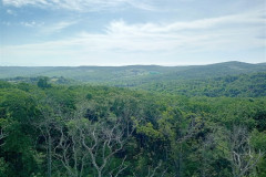 Vladivostok-Russkij-ostrov-les-2