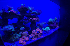 Vladivostok-okeanarium-korally-1
