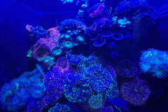 Vladivostok-okeanarium-korally-2