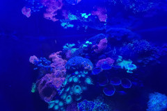 Vladivostok-okeanarium-korally-3