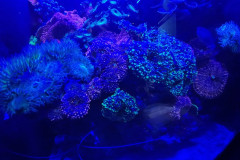 Vladivostok-okeanarium-korally-4