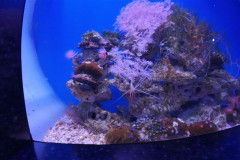 Vladivostok-okeanarium-krevetka