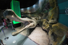 Vladivostok-okeanarium-krokodil