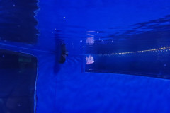 Vladivostok-okeanarium-meduza