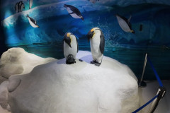 Vladivostok-okeanarium-pingviny