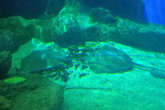 Vladivostok-okeanarium-skat