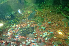Vladivostok-okeanarium-skaty-2