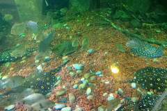 Vladivostok-okeanarium-skaty