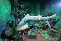 Vladivostok-okeanarium-yashheritsa