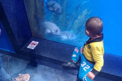 Vladivostok-okeanarium-zlye-rybki