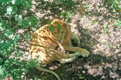 Safari-Park-1