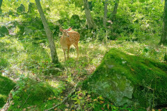 Safari-Park-Bembi-1