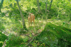Safari-Park-Bembi-2