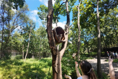 Safari-Park-Enot-2
