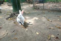 Safari-Park-Krolik