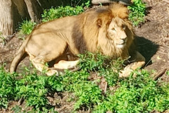 Safari-Park-Lev