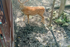 Safari-Park-Olen-2
