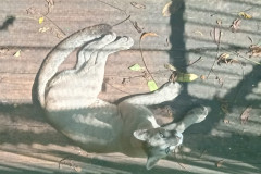 Safari-Park-Puma