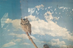 Safari-Park-Sova