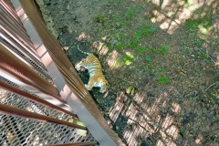 Safari-Park-Tigr