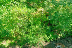 Safari-Park-YAguar-