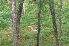 Safari-Park-tigr-AMUR