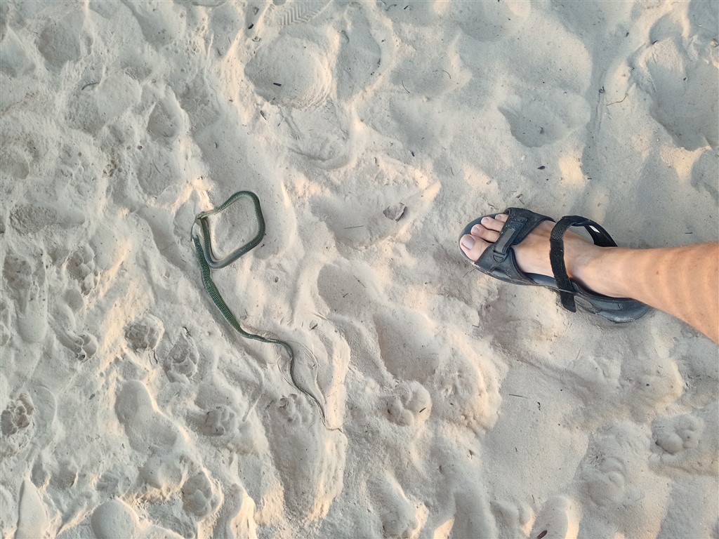 Остров Koh Rong 02 января 2026 Змея на пляже возле ноги
