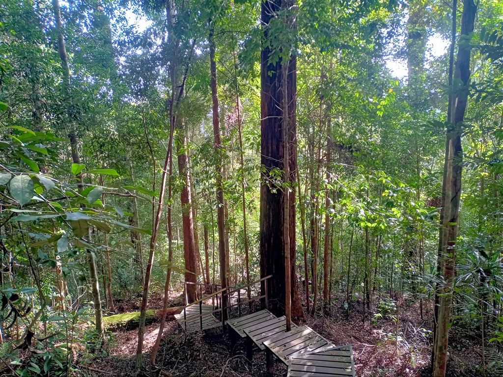 Taman Negara 21 декабря 2025 парк 39