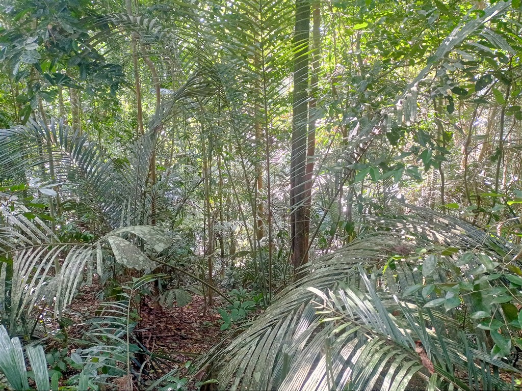 Taman Negara 21 декабря 2025 парк 9