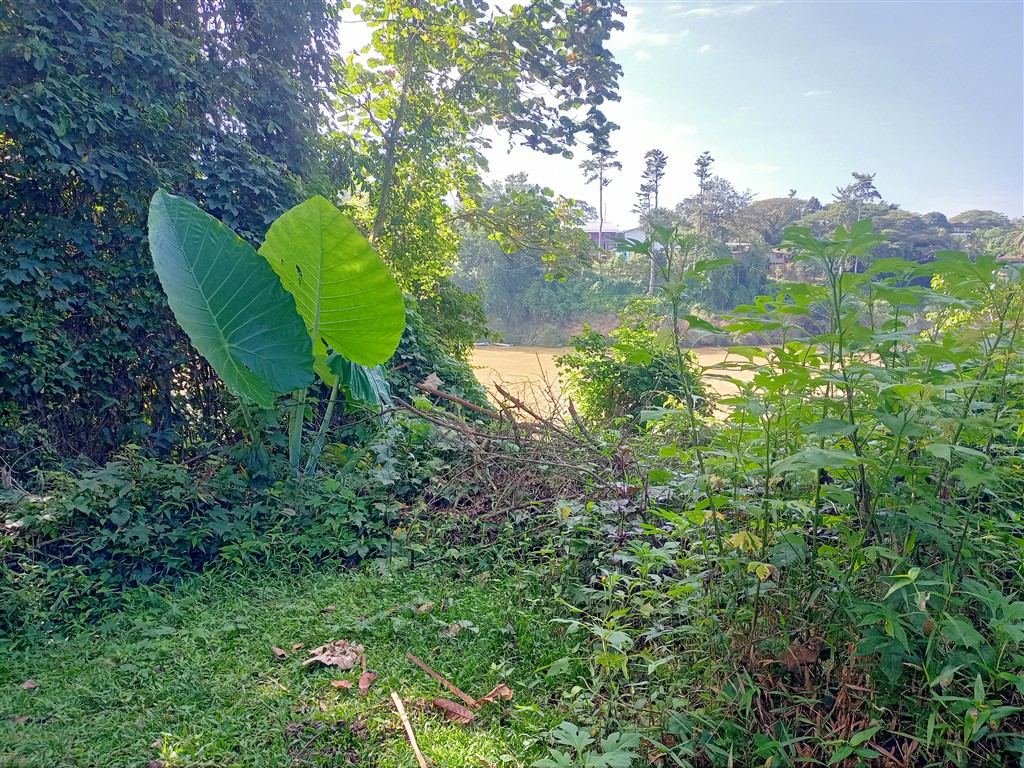 Taman Negara 22 декабря 2025 Mutiara Resort 19