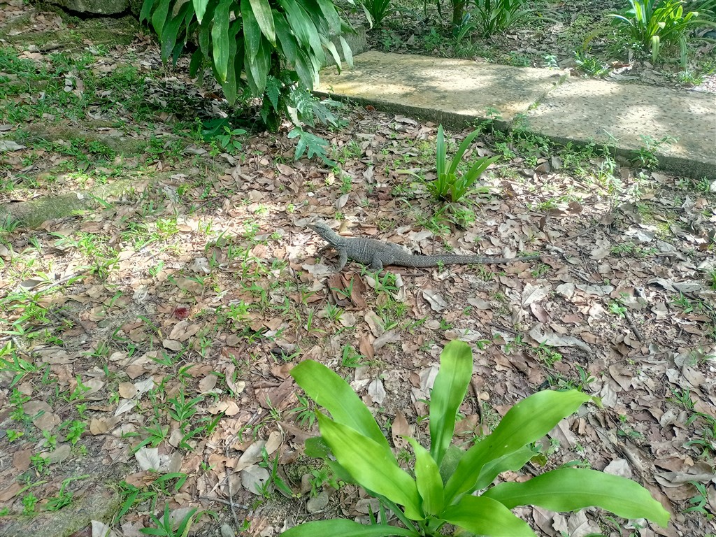 Taman Negara 22 декабря 2025 Mutiara Resort Варан 1