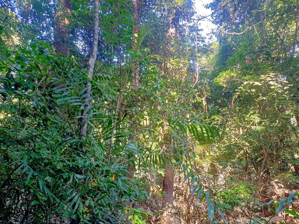 Taman Negara 22 декабря 2025 парк 10