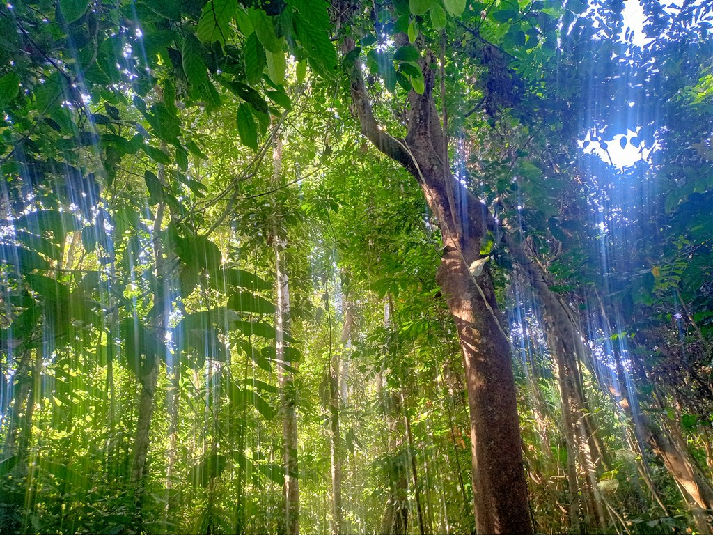 Taman Negara 22 декабря 2025 парк 13