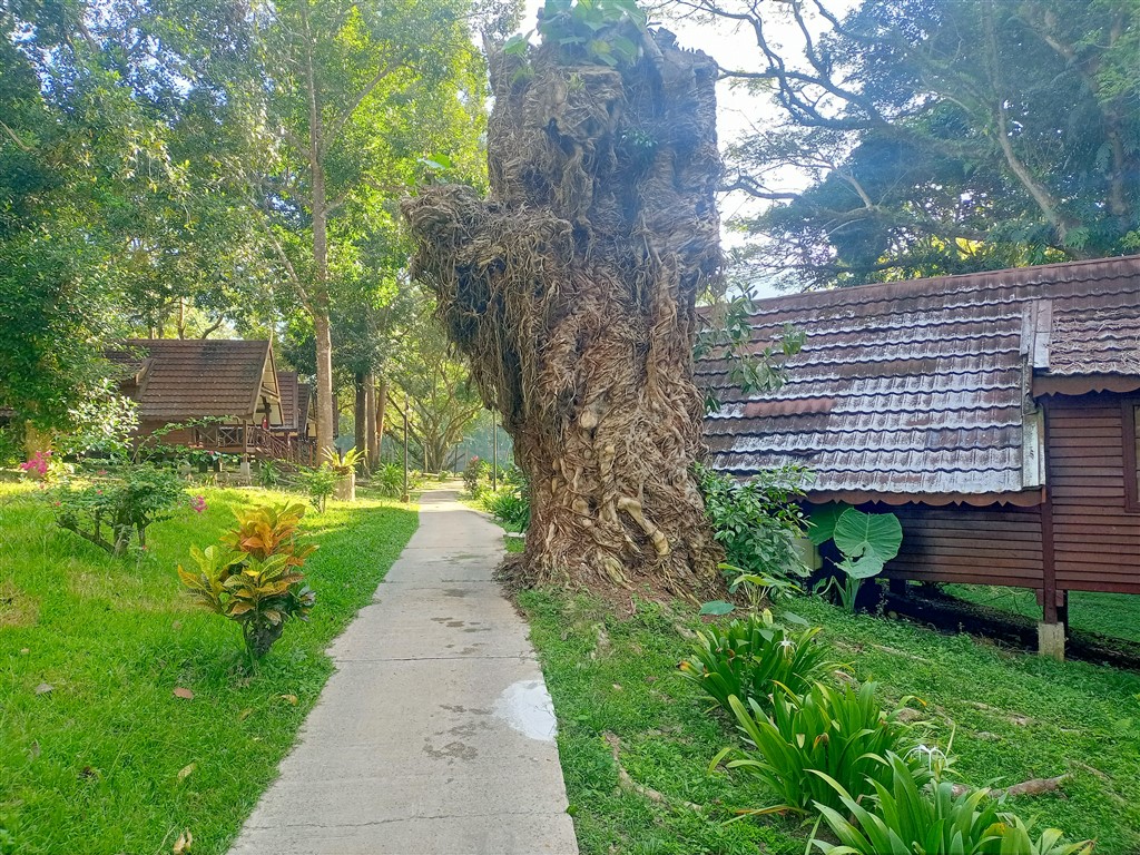 Taman Negara 23 декабря 2025 Mutiara