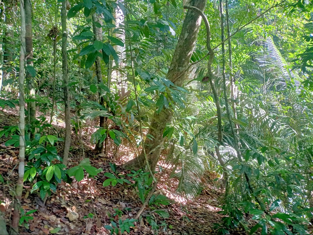 Taman Negara 23 декабря 2025 Mutiara Лес у реки 16