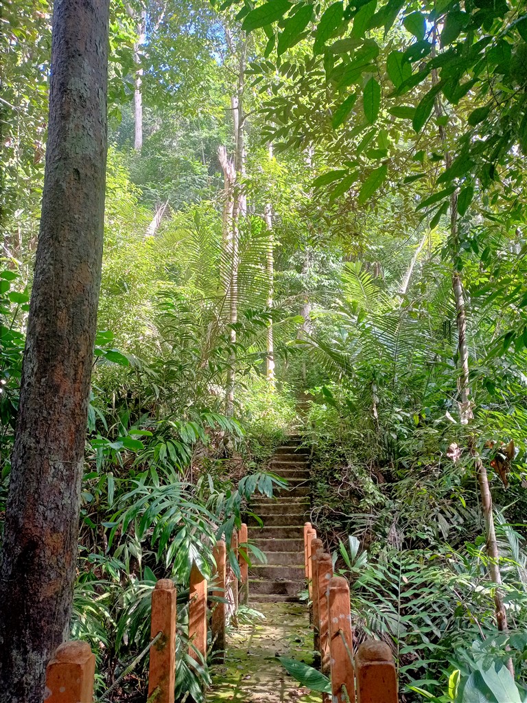Taman Negara 23 декабря 2025 Mutiara Лес у реки 20