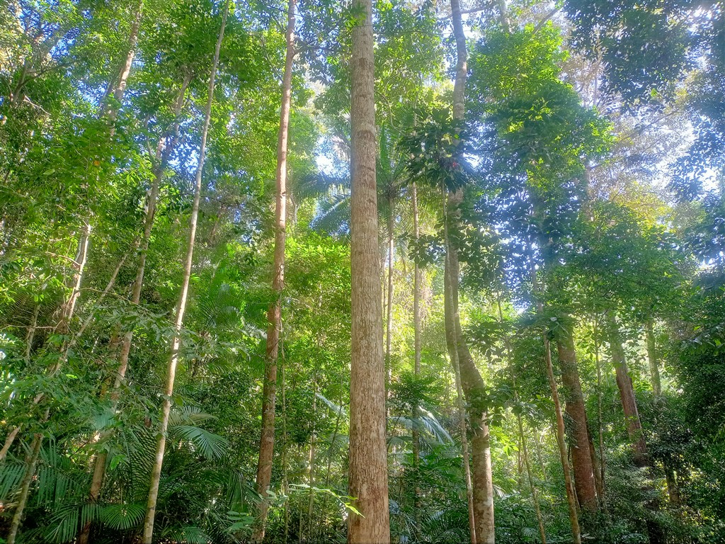 Taman Negara 23 декабря 2025 Mutiara Лес у реки 22