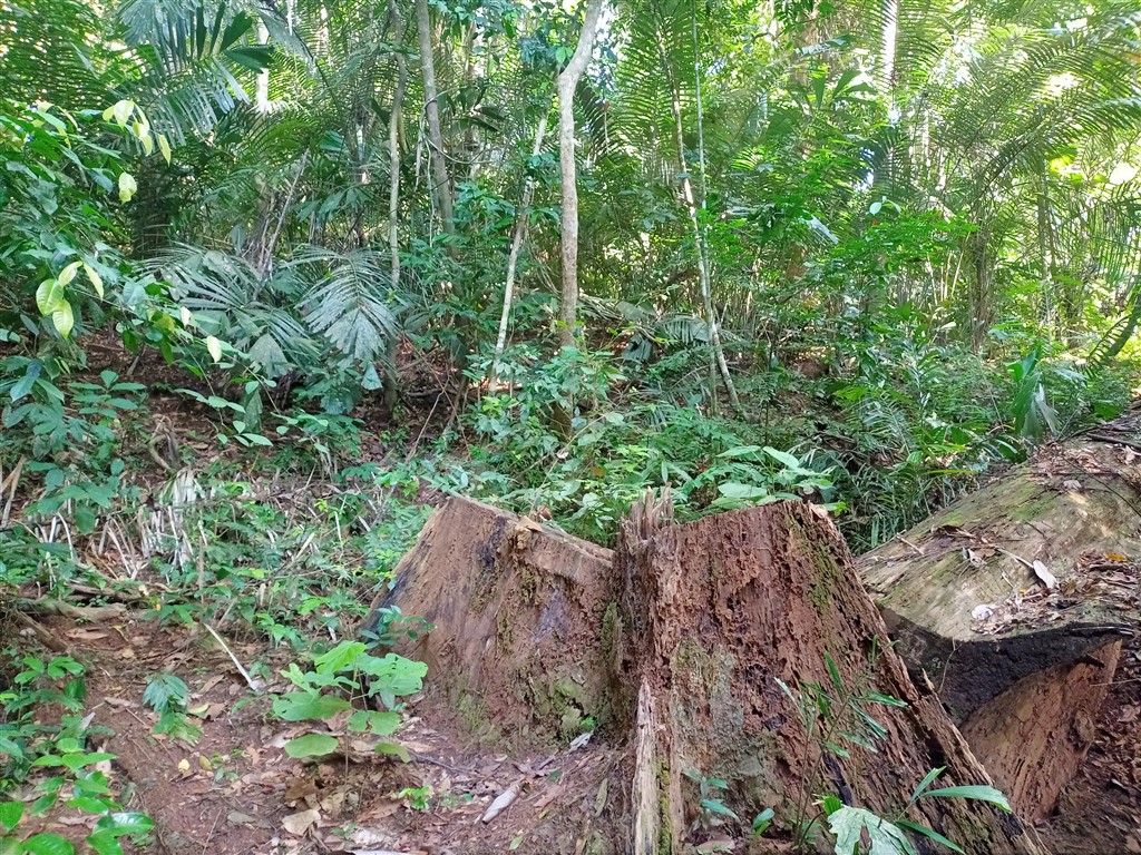 Taman Negara 23 декабря 2025 Mutiara Лес у реки 7