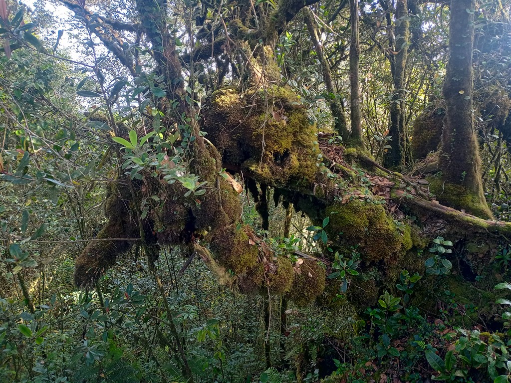 Джунгли 12 - Cameroon Highlands 14 февраля 2025