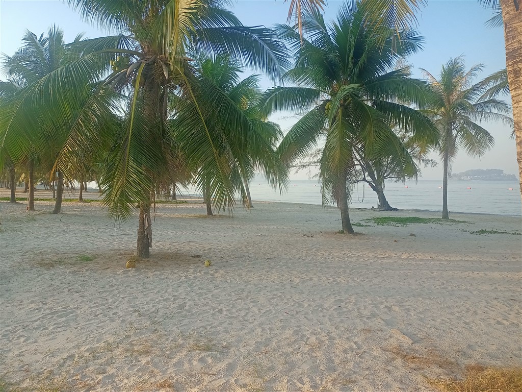Otres Beach пальмы - Сиануквиль 27 февраля 2025
